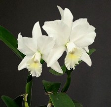 Cattleya hawaiian wedding for sale  NOTTINGHAM