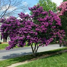 Milk crape myrtle for sale  Marietta