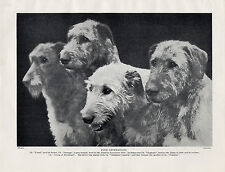 Irish wolfhound four for sale  COLEFORD