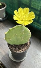 Graines cactus raquette d'occasion  Agen