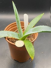 Agave havardiana for sale Agave havardiana for sale  MOLD