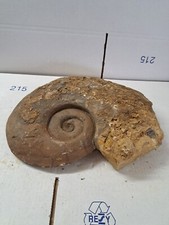 Ammonit groß fossilien gebraucht kaufen  Berg b.Neumarkt i.d.OPf.