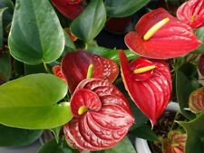 Red anthurium flower for sale  Council Bluffs