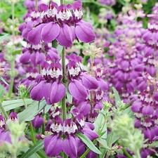 Chinese houses wildflower for sale  Sevierville