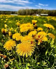 100 dandelion seeds for sale  Houma