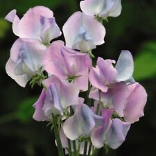 Sweet pea hardy for sale  IPSWICH