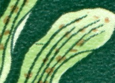 1461 knabenkraut plf gebraucht kaufen 1461 knabenkraut plf gebraucht kaufen  Schwalmtal