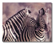 Wild african safari for sale  Springdale
