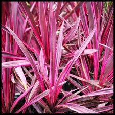 Cordyline australis paso for sale  UK