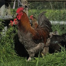 Bruteier marans 10 gebraucht kaufen  Wangen im Allgäu