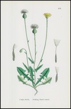 1902 crepis foetida d'occasion  Expédié en Belgium