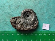 Pyrite ammonite 40mm for sale  WEST BROMWICH