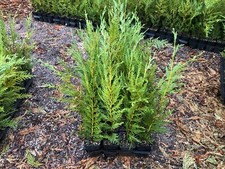 Leyland cypress inch for sale  Williston