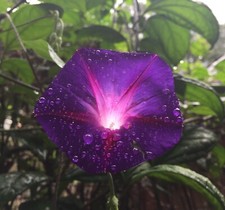 morning glory plants for sale morning glory plants for sale SANDOWN