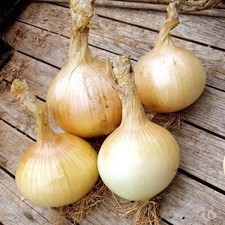 Onion globo 1.0 for sale  SALISBURY