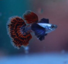 Live guppy fry for sale  New Britain
