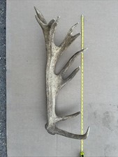 Deer antler naturally for sale  LUTTERWORTH
