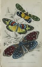 Exotic moths engraving for sale  LEYBURN