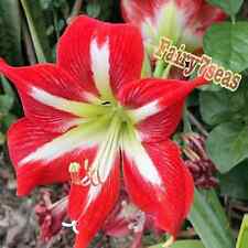 Bulb amaryllis stalk for sale  Mira Loma