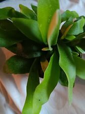 Staghorn fern live for sale  Bloomfield