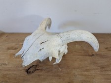 Beautiful sheep skull for sale  SKIPTON