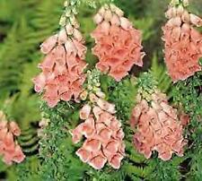Digitalis heywoodii semi usato  Spedire a Italy