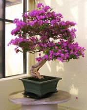 Sy68tf bougainvillea bonsai gebraucht kaufen  Dettingen an der Erms