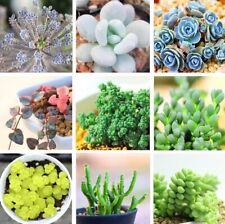 Varieties rare succulents for sale  Staten Island