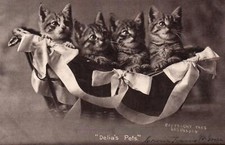 Adorable kittens cats for sale  Moorpark