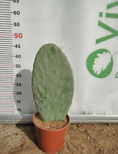 Pianta grassa fico usato  Altamura