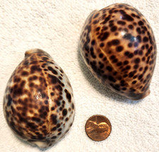 Cypraea tigris tiger for sale  Lawrenceville