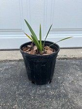 Cabbage palm one for sale  Saukville