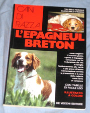 Epagneul breton merighi usato  Sustinente