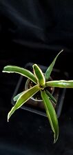 Neoregelia fireball variegata usato  Scorze