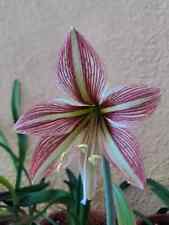 Hippeastrum fragola iguazuanum usato  Bagnoregio