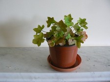 pelargonium plant for sale pelargonium plant for sale HONITON