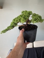 Juniper procumbens nana for sale  SOUTHAMPTON