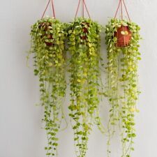 Houseplant string nickels for sale  IPSWICH