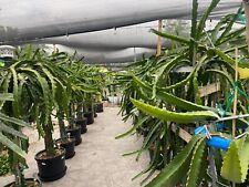 Dragon fruit cuttings for sale  Covina