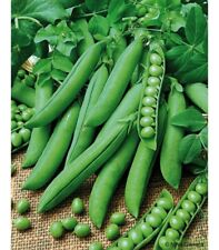 Lot graines pois d'occasion  Chazelles