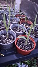 Babingtons leek allium for sale  LLANWRDA