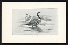 Canada goose american for sale  Timberon