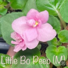 African violet little for sale  North Brookfield