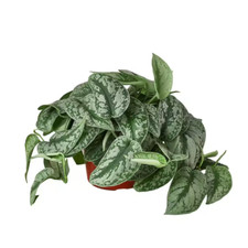 pothos silver splash for sale pothos silver splash for sale Denver