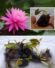 Mini zwergseerose nymphea gebraucht kaufen  Kaiserslautern