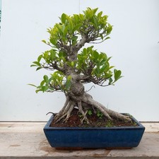 Ficus microcarpa bonsai for sale  LANCASTER