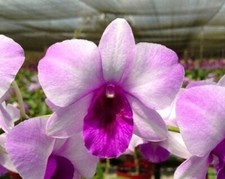 Dendrobium ocean blue for sale  Pahoa
