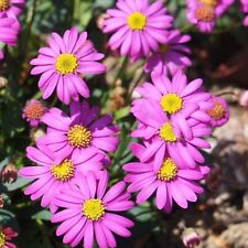 Brachyscome plug plants for sale  LONDON