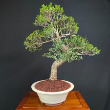 Bonsai esemplare mirto usato  San Pancrazio Salentino