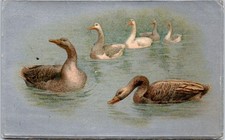 Themes canard carte d'occasion  France